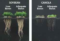 Soybean Canola Boron